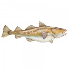 Cod