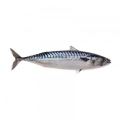 Mackerel