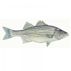 Striped Bass
