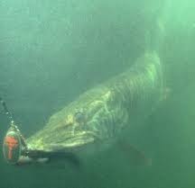 Muskie For Beginners